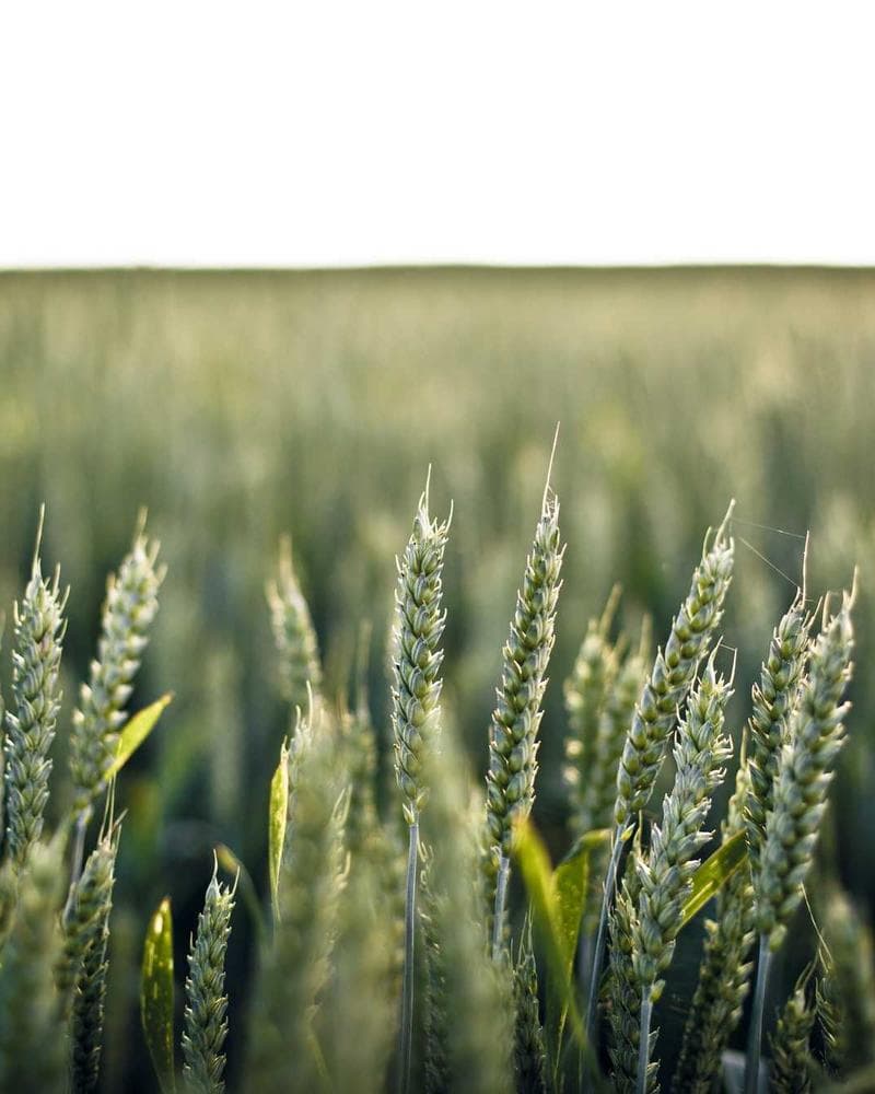 Raw & Refined portfolio 1